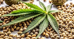 Exploring Marijuana Seeds in Nevada Your Comprehensive Guide